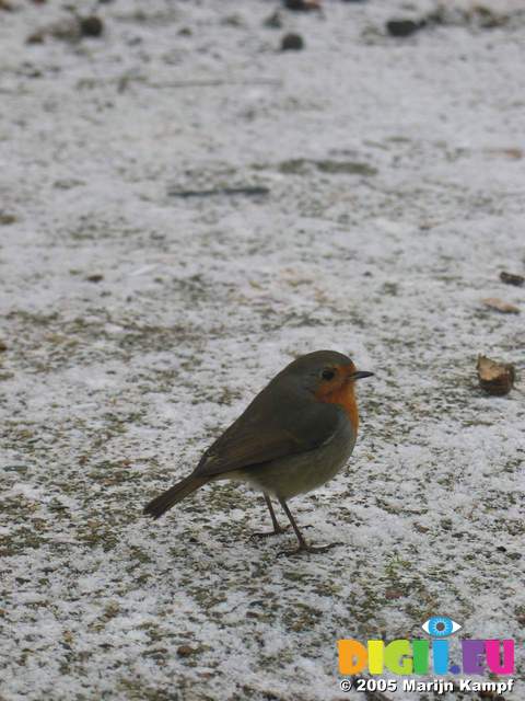 15747 Robin in the snow